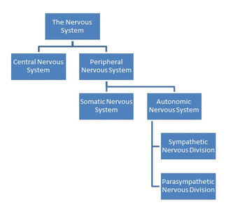 Central Nervous System Flow Chart